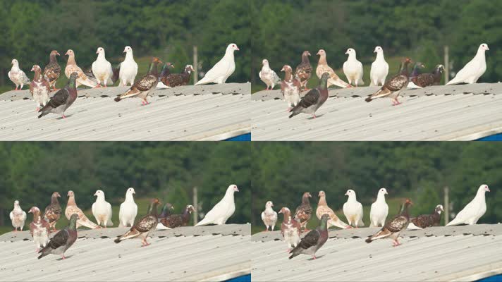 夏天屋顶农民饲养散养肉鸽子