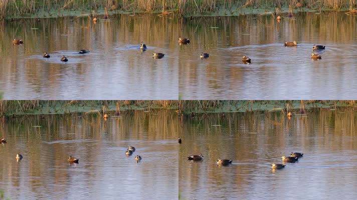 秋天湿地沼泽池塘野生斑嘴鸭子