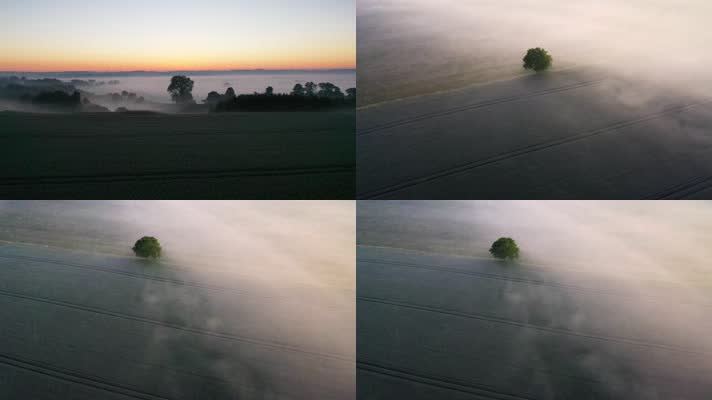 航拍晨雾中的一棵树宁静自然低碳保护环境