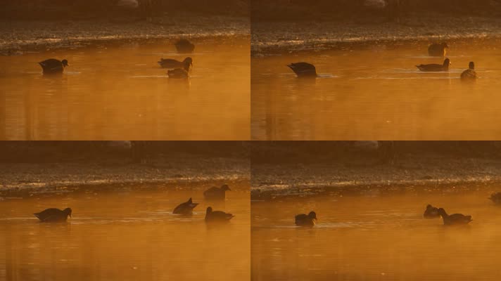 清晨凌晨池塘沼泽湿地黑水鸡