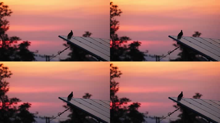 傍晚黄昏夕阳下屋顶斑鸠小鸟
