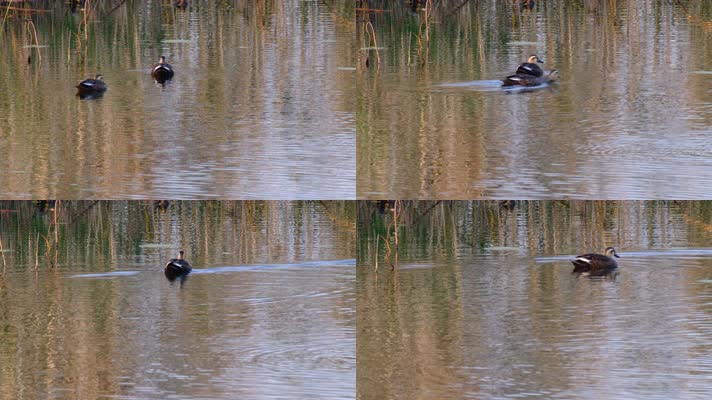 秋天池塘湿地野生斑嘴鸭子
