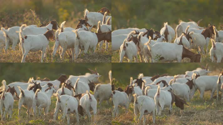 秋天清晨一群山羊草丛觅食