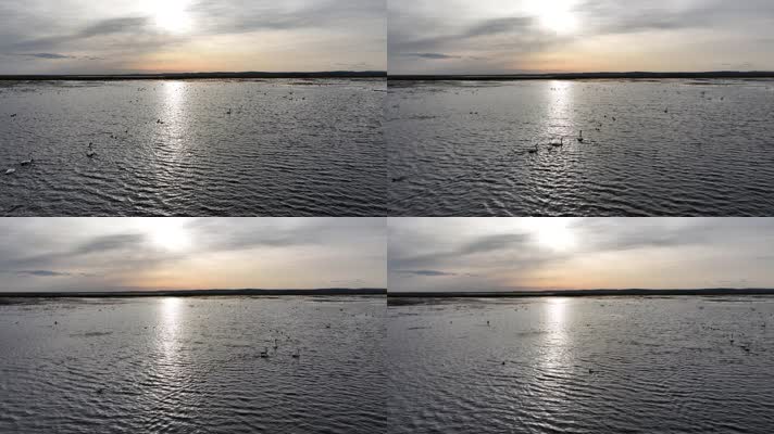 呼伦贝尔草原湖泊湿地天鹅夕阳 