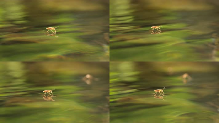 池塘水面水黾水蜘蛛昆虫水猛
