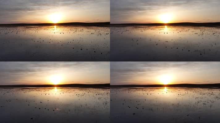 湿地湖水天鹅夕阳美景 (6)夕阳中草原湿地上的天鹅与水鸟