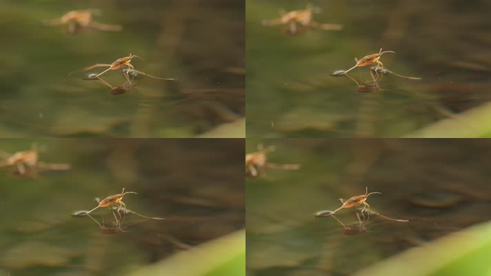 池塘水面水黾水蜘蛛水猛昆虫