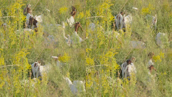 夏天一群山羊在草丛中觅食