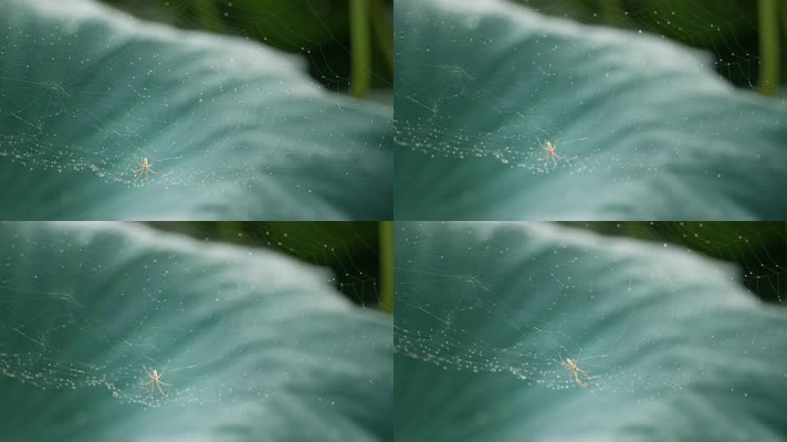 夏天荷叶蜘蛛网节肢动物微距