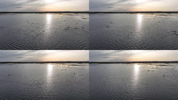 草原湿地湖泊天鹅候鸟 (1)呼伦贝尔大草原湿地风光