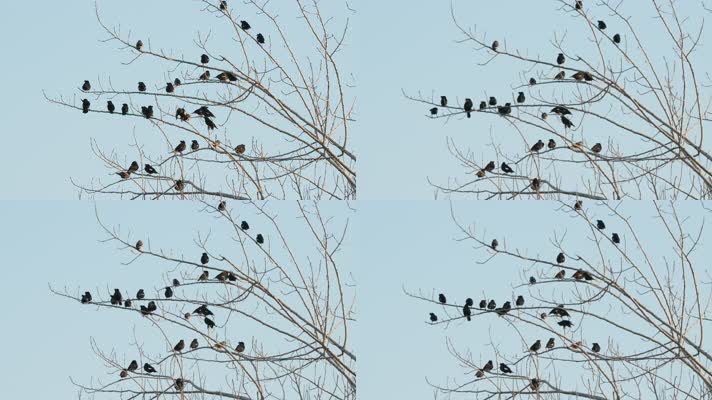 秋天树枝头一群八哥乌鸦鸟