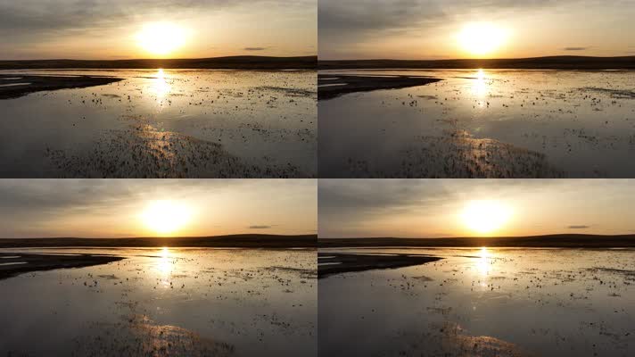 湿地湖水天鹅夕阳美景 (7)夕阳中草原湿地上的天鹅与水鸟