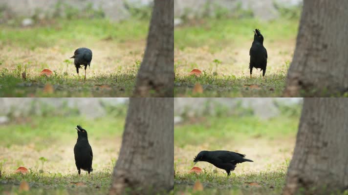 春天森林草丛中的八哥乌鸦