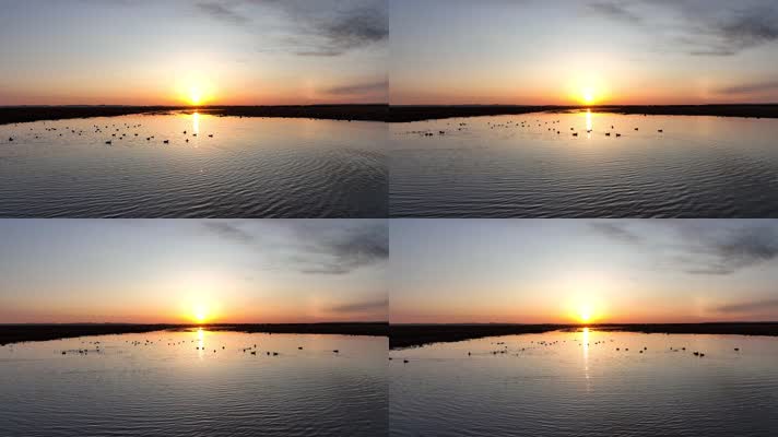 早起的水鸭子有虫吃 (3)水面上的候鸟