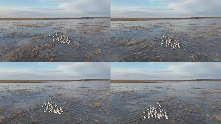 成群的天鹅在水中游泳觅食 (1)水面上的候鸟