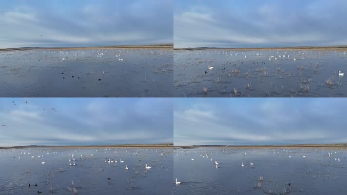天鹅成群野鸭子成群 (1)水面上的候鸟