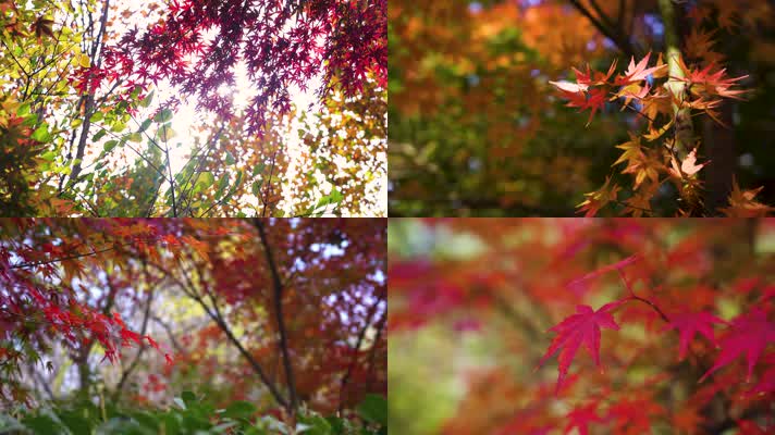 红叶枫叶阳光穿透树叶晚秋  4K素材