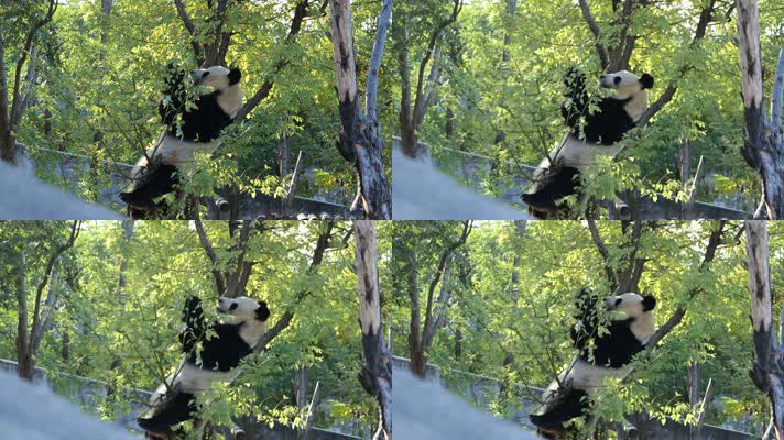 大熊猫躺在树上吃树叶