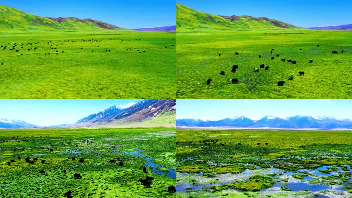 4k草原超清素材航拍草原上散养的牛群