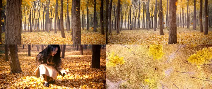 4k在秋天的树林漫步，落叶视频