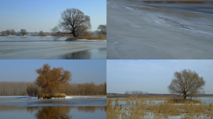 湿地枯树芦苇蒲草冬季升温冰河融化