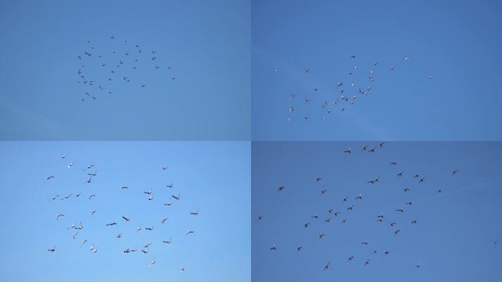 蓝色背景天空中飞翔的鸟群