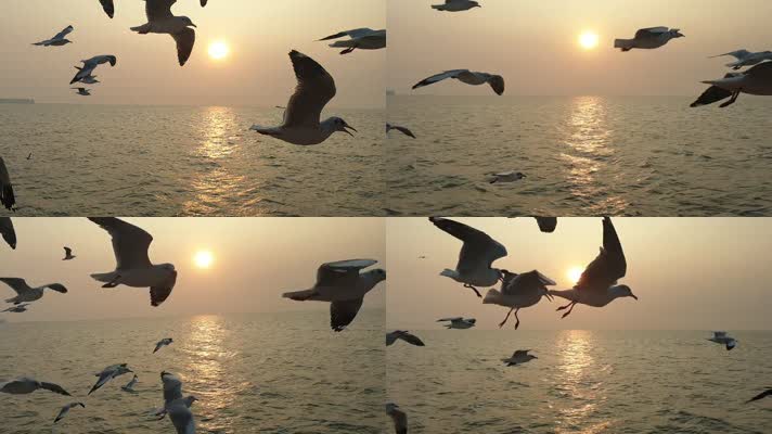 夕阳下海鸥飞在海面上的剪影