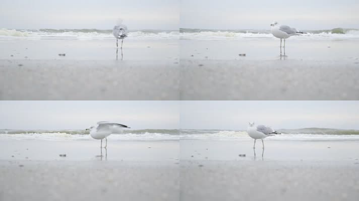 在海边的水鸟海鸥海浪