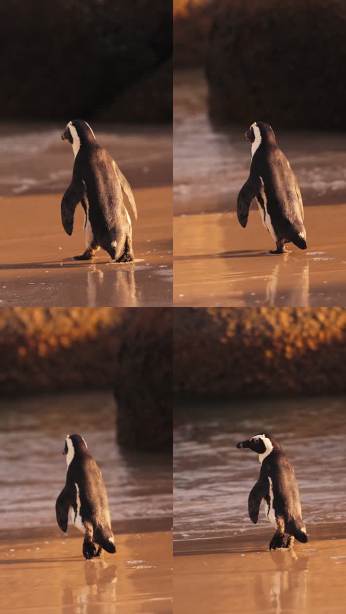独自行走在海边的企鹅