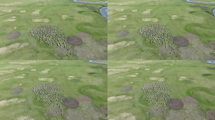 草原河流羊群 (3)航拍羊群