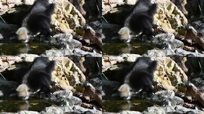 大黑猴在喝水