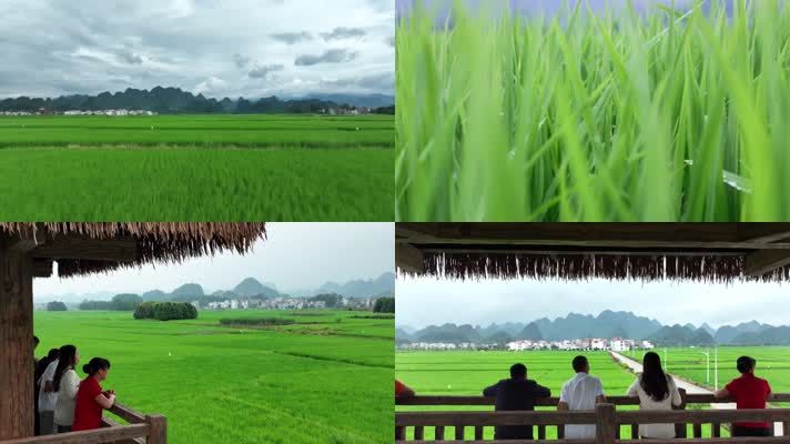 南方稻田景观