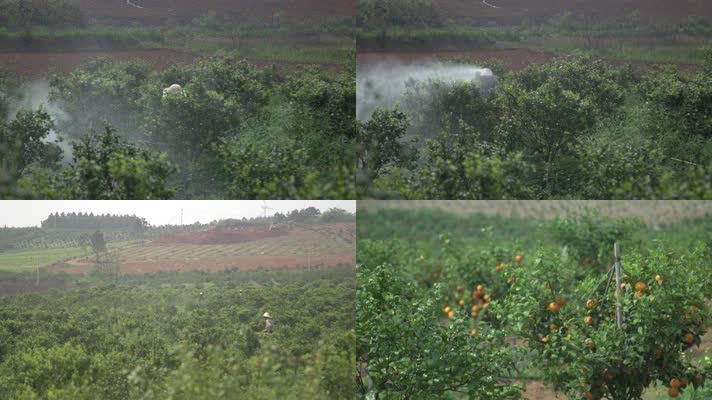 农场果园洒水灌溉