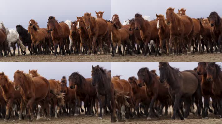 马群走在草原上大量的马匹