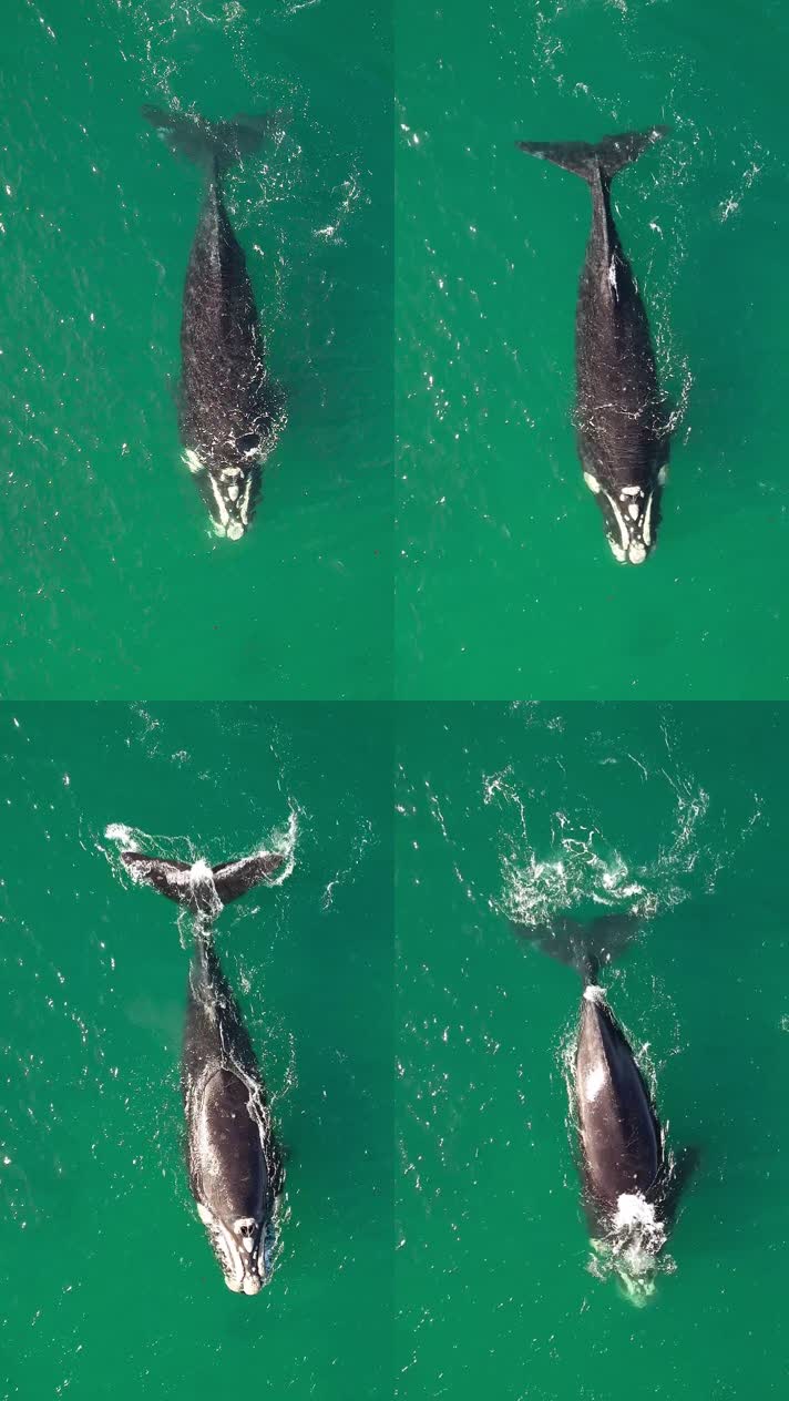 绿色海洋中的鲸鱼在游泳