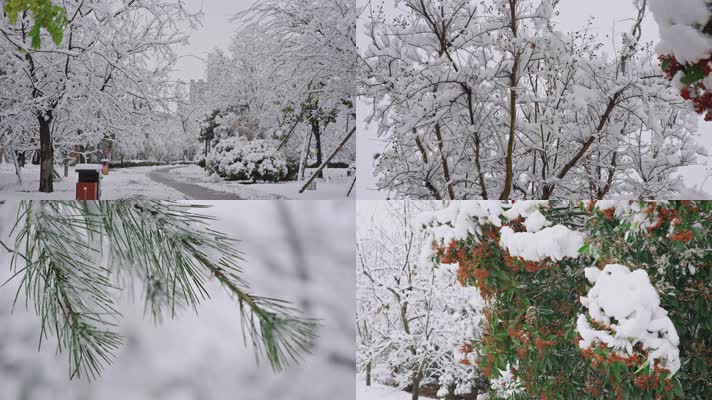 初雪树枝上的白雪