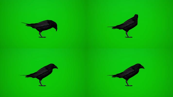 乌鸦吃食绿屏抠像