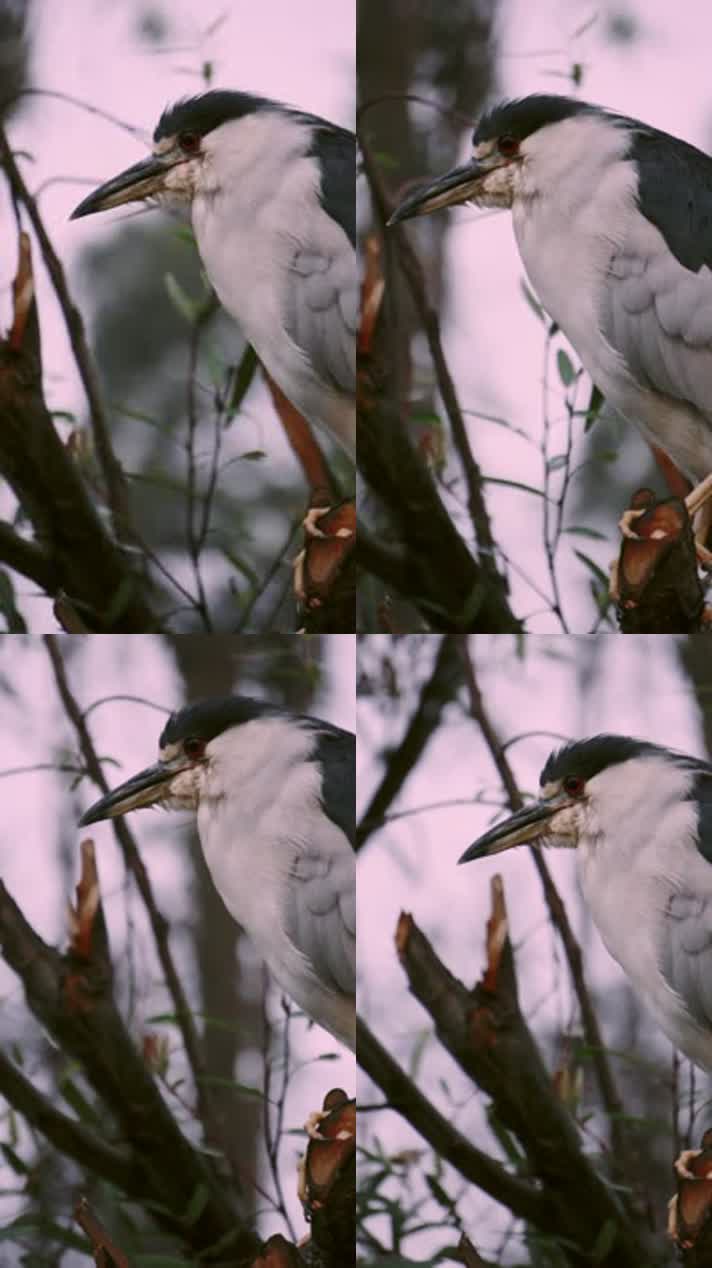 长嘴鸟特写视频野生动物鸟类