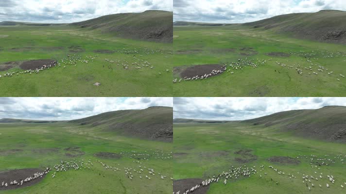 草原河畔放牧的羊群