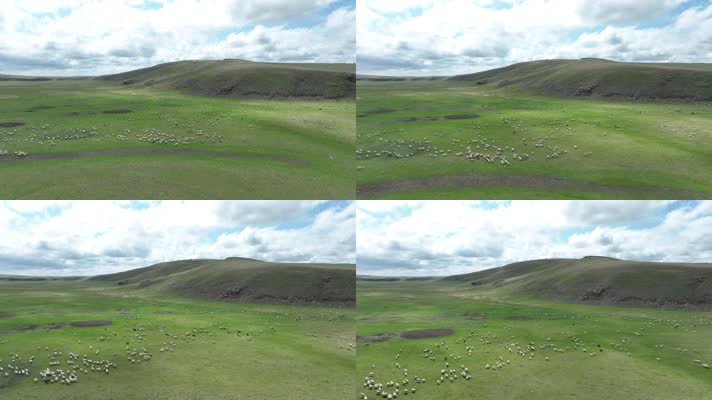 草原河畔放牧的羊群