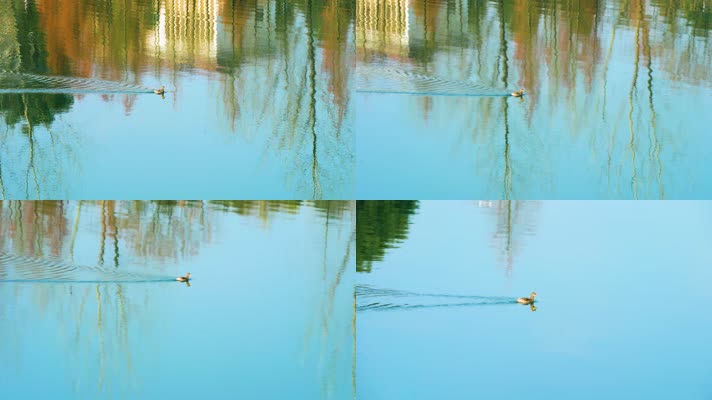 4K河中戏水的水鸭