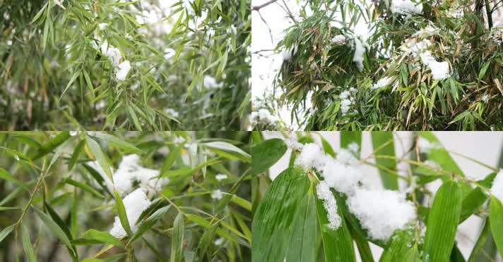 雪景 竹子 雪中的竹子 树枝上的雪 残雪 