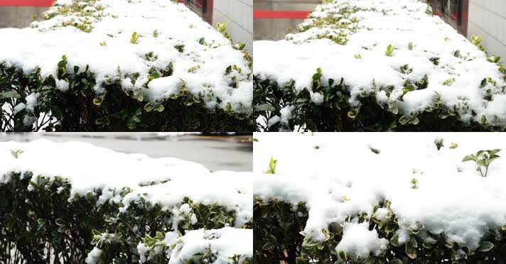 冬季 冬天 飘雪 下雪 大雪 雪花 白雪 植物