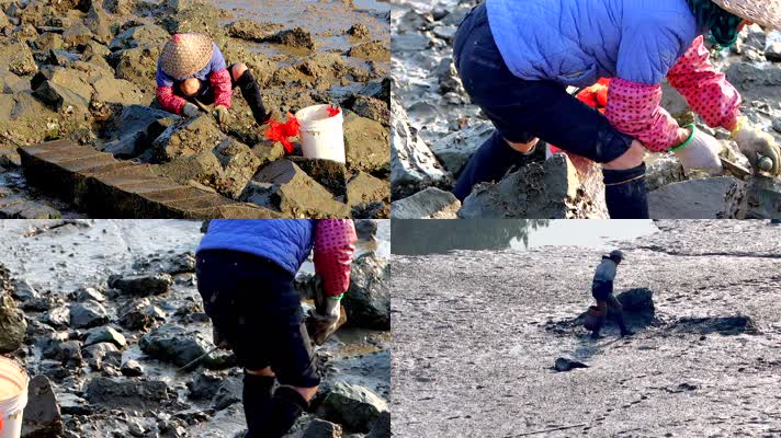 海边低潮期滩涂上挖海蛎的人合集