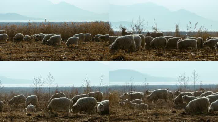 养羊放羊牧羊山区冰河北方冬季羊群
