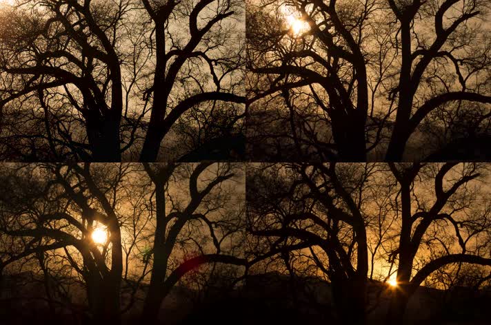 日落冬季大树枯枝