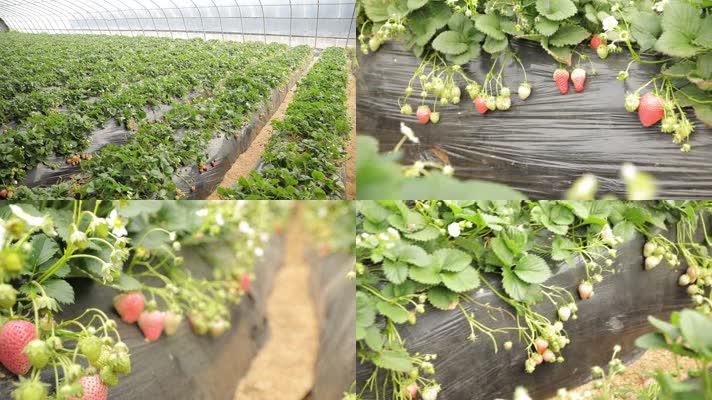 草莓 水果 实拍 高清 花草 莓地 采摘草莓 