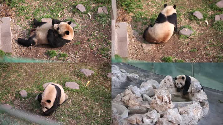 熊猫馆 可爱 动物