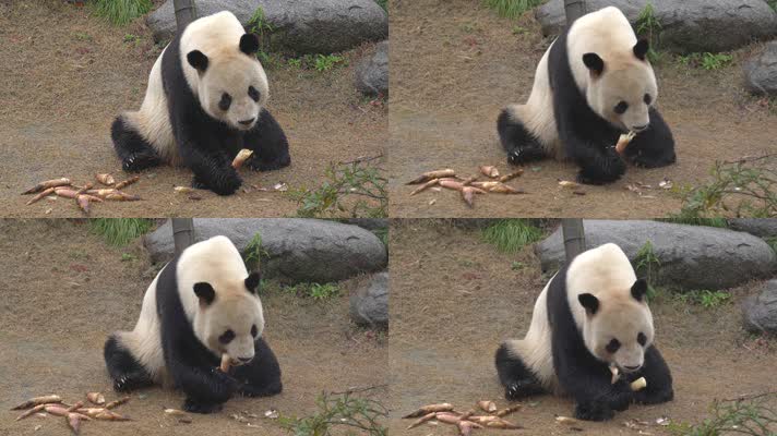 熊猫 可爱 生活