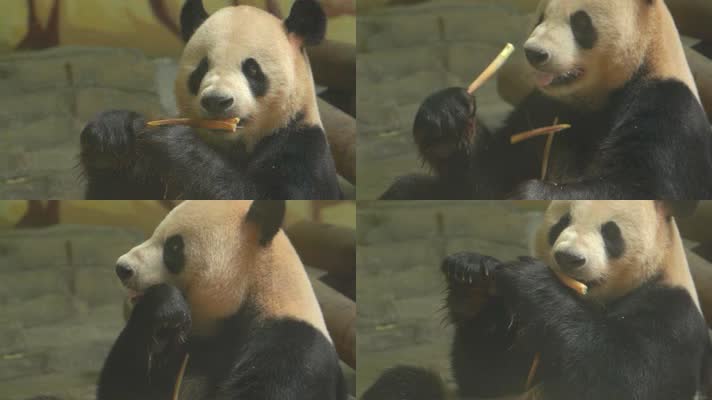 熊猫 可爱 生活